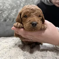 Greeny F1b mini Goldendoodle , a male Goldendoodle and Miniature Goldendoodle for sale in Knoxville, TN – Photo 1 of 3