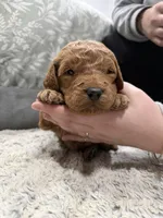 Greeny, a male Poodle - Standard  and Miniature Goldendoodle for sale in Knoxville, TN – Photo 1 of 3