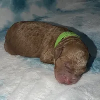 Greeny F1b mini Goldendoodle , a male Goldendoodle and Miniature Goldendoodle for sale in Knoxville, TN – Photo 3 of 3