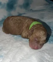 Greeny, a male Poodle - Standard  and Miniature Goldendoodle for sale in Knoxville, TN – Photo 3 of 3
