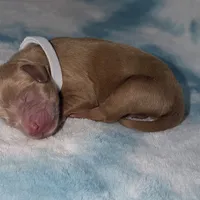 Tiny F1b mini Goldendoodle , a male Goldendoodle and Miniature Goldendoodle for sale in Knoxville, TN – Photo 3 of 3