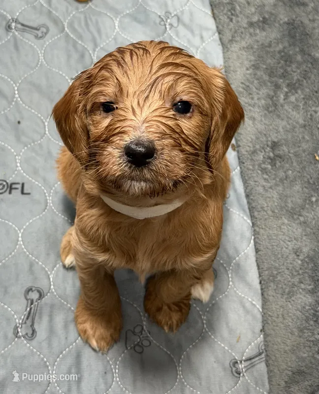 Tiny F1b mini Goldendoodle  – Goldendoodle, Miniature Goldendoodle puppy for sale in Knoxville, TN