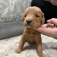 Tiny F1b mini Goldendoodle , a male Goldendoodle and Miniature Goldendoodle for sale in Knoxville, TN – Photo 2 of 3