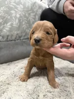 Tiny, a male Poodle - Standard  and Miniature Goldendoodle for sale in Knoxville, TN – Photo 2 of 3