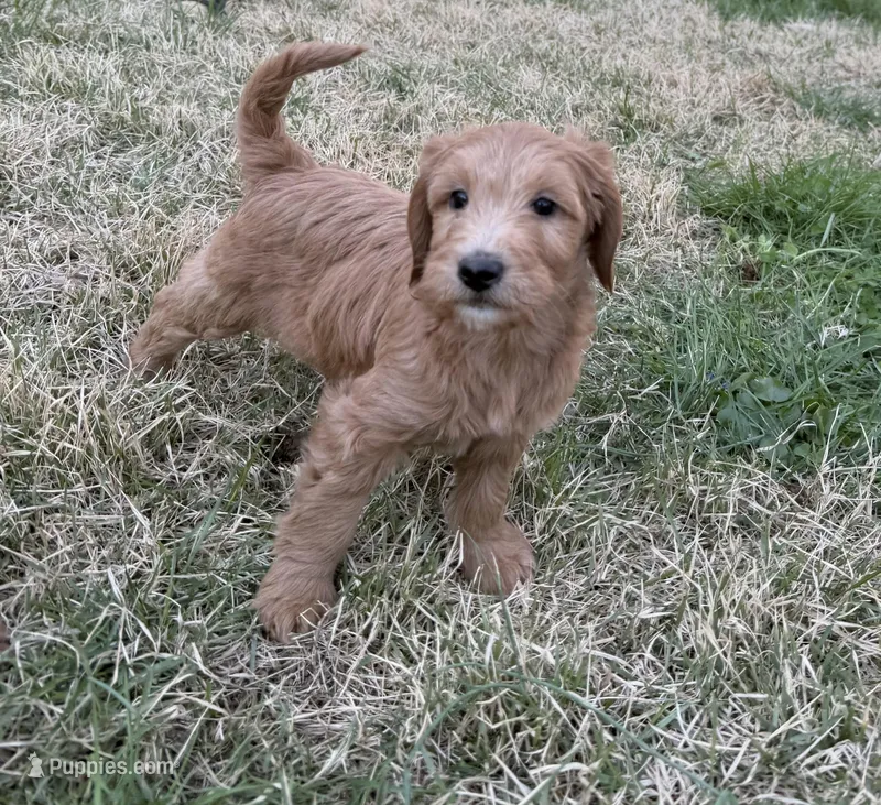 Tiny F1b mini Goldendoodle  – Goldendoodle, Miniature Goldendoodle puppy for sale in Knoxville, TN