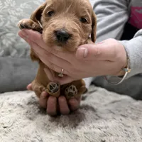 Tiny F1b mini Goldendoodle , a male Goldendoodle and Miniature Goldendoodle for sale in Knoxville, TN – Photo 1 of 3