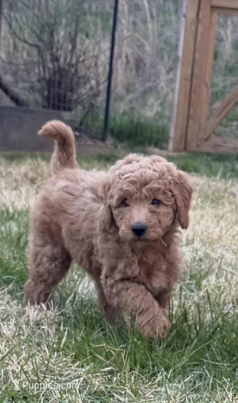 Radar F1b mini Goldendoodle  – Goldendoodle, Miniature Goldendoodle puppy for sale in Knoxville, TN