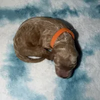 Radar F1b mini Goldendoodle , a male Goldendoodle and Miniature Goldendoodle for sale in Knoxville, TN – Photo 3 of 3