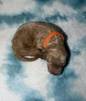 Radar, a male Poodle - Standard  and Miniature Goldendoodle for sale in Knoxville, TN – Photo 3 of 3