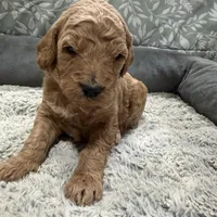 Radar F1b mini Goldendoodle , a male Goldendoodle and Miniature Goldendoodle for sale in Knoxville, TN – Photo 1 of 3