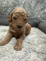 Radar, a male Poodle - Standard  and Miniature Goldendoodle for sale in Knoxville, TN – Photo 1 of 3