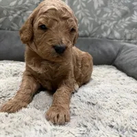Radar F1b mini Goldendoodle , a male Goldendoodle and Miniature Goldendoodle for sale in Knoxville, TN – Photo 2 of 3