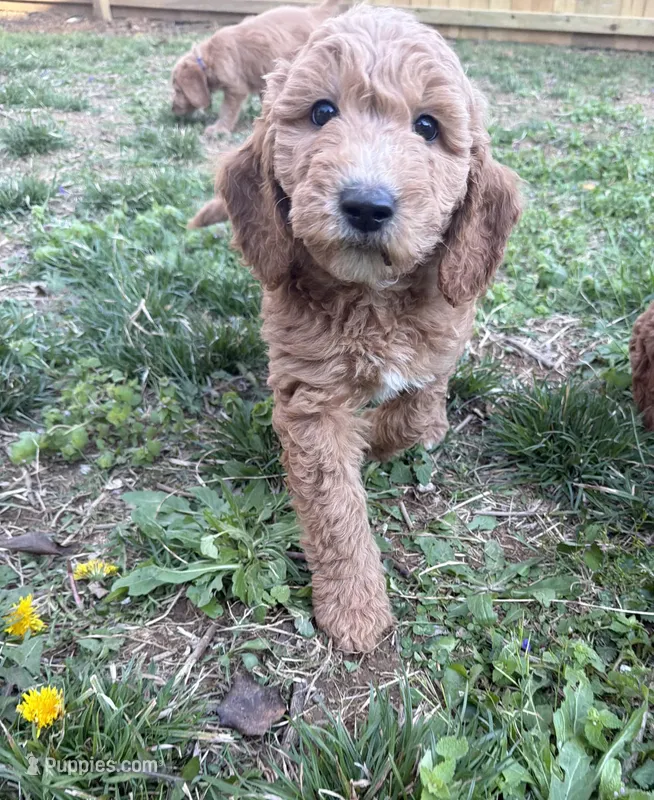 Knox F1b mini Goldendoodle  – Goldendoodle, Miniature Goldendoodle puppy for sale in Knoxville, TN
