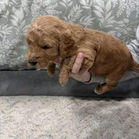 Knox F1b mini Goldendoodle , a male Goldendoodle and Miniature Goldendoodle for sale in Knoxville, TN – Photo 2 of 3