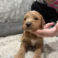 Knox F1b mini Goldendoodle , a male Goldendoodle and Miniature Goldendoodle for sale in Knoxville, TN – Photo 1 of 3