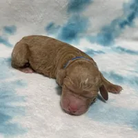 Knox F1b mini Goldendoodle , a male Goldendoodle and Miniature Goldendoodle for sale in Knoxville, TN – Photo 3 of 3