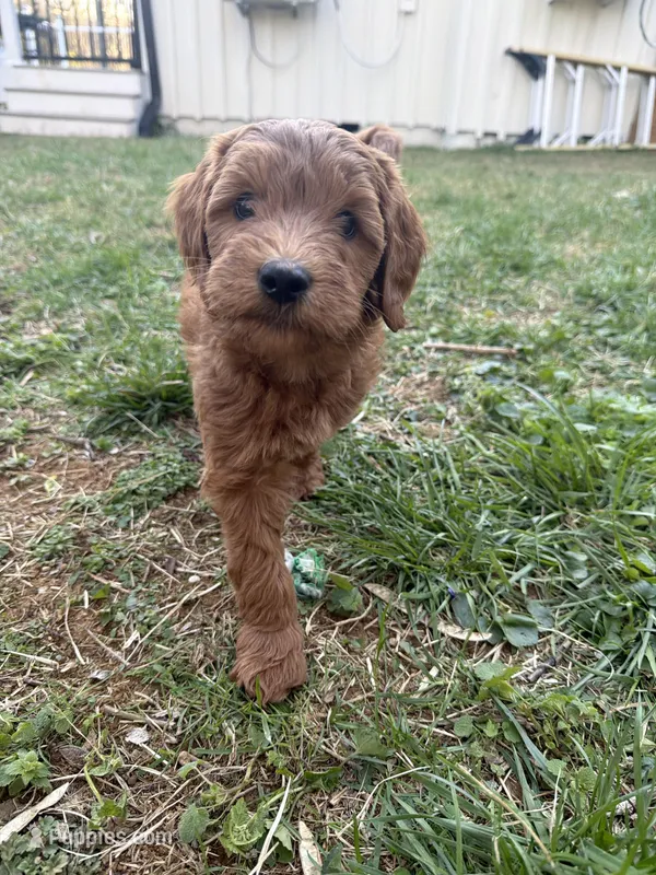 Clifford F1b mini Goldendoodle – Goldendoodle, Miniature Goldendoodle puppy for sale in Knoxville, TN
