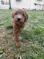 Clifford F1b mini Goldendoodle, a male Goldendoodle and Miniature Goldendoodle for sale in Knoxville, TN – Photo 1 of 3