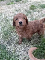Clifford F1b mini Goldendoodle, a male Goldendoodle and Miniature Goldendoodle for sale in Knoxville, TN – Photo 2 of 3