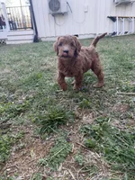Clifford F1b mini Goldendoodle, a male Goldendoodle and Miniature Goldendoodle for sale in Knoxville, TN – Photo 3 of 3
