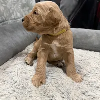 Bruno F1b mini Goldendoodle , a male Goldendoodle and Miniature Goldendoodle for sale in Knoxville, TN – Photo 2 of 3