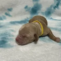 Bruno F1b mini Goldendoodle , a male Goldendoodle and Miniature Goldendoodle for sale in Knoxville, TN – Photo 3 of 3