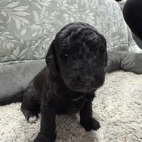 Jon (snow) F1b mini Goldendoodle , a male Goldendoodle and Miniature Goldendoodle for sale in Knoxville, TN – Photo 1 of 3