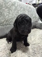 Jon (snow), a male Poodle - Standard  and Miniature Goldendoodle for sale in Knoxville, TN – Photo 1 of 3