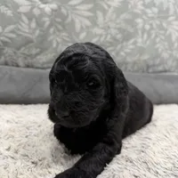 Jon (snow) F1b mini Goldendoodle , a male Goldendoodle and Miniature Goldendoodle for sale in Knoxville, TN – Photo 2 of 3