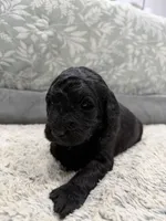 Jon (snow), a male Poodle - Standard  and Miniature Goldendoodle for sale in Knoxville, TN – Photo 2 of 3