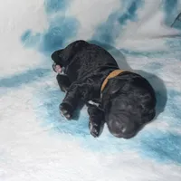 Jon (snow) F1b mini Goldendoodle , a male Goldendoodle and Miniature Goldendoodle for sale in Knoxville, TN – Photo 3 of 3