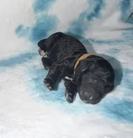 Jon (snow), a male Poodle - Standard  and Miniature Goldendoodle for sale in Knoxville, TN – Photo 3 of 3