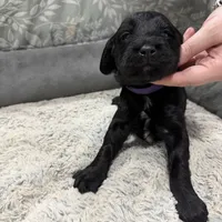 Winter F1b miniature Goldendoodle , a female Goldendoodle and Miniature Goldendoodle for sale in Knoxville, TN – Photo 2 of 3