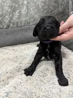 Winter, a female Poodle - Standard  and Miniature Goldendoodle for sale in Knoxville, TN – Photo 2 of 3