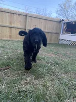 Winter F1b mini Goldendoodle , a female Goldendoodle and Miniature Goldendoodle for sale in Knoxville, TN – Photo 2 of 6