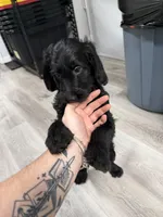 Winter F1b mini Goldendoodle , a female Goldendoodle and Miniature Goldendoodle for sale in Knoxville, TN – Photo 1 of 6