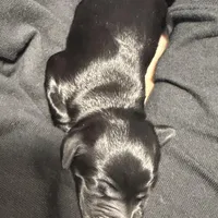 Winter F1b miniature Goldendoodle , a female Goldendoodle and Miniature Goldendoodle for sale in Knoxville, TN – Photo 3 of 3