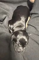 Winter, a female Poodle - Standard  and Miniature Goldendoodle for sale in Knoxville, TN – Photo 3 of 3