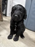 Winter F1b mini Goldendoodle , a female Goldendoodle and Miniature Goldendoodle for sale in Knoxville, TN – Photo 3 of 6