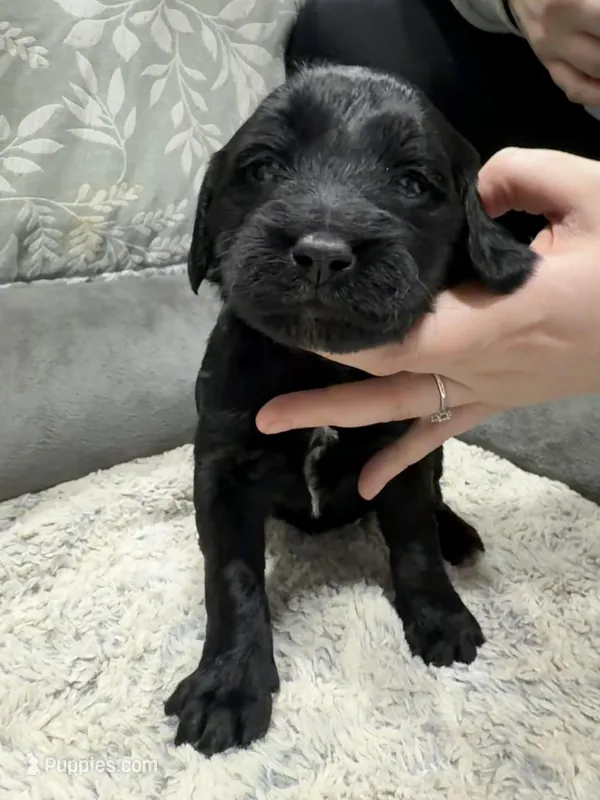 Winter, a female Poodle - Standard  and Miniature Goldendoodle for sale in Knoxville, TN – Photo 1 of 3