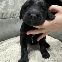 Winter F1b miniature Goldendoodle , a female Goldendoodle and Miniature Goldendoodle for sale in Knoxville, TN – Photo 1 of 3