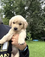 Golden Retriever Pups, a male Golden Retriever for sale in Gainesville, GA – 5 of 10