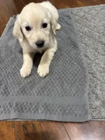 Golden Retriever Pups, a female Golden Retriever for sale in Gainesville, GA – 4 of 6