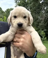 Golden Retriever Pups, a male Golden Retriever for sale in Gainesville, GA – 2 of 10