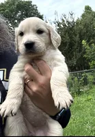 Golden Retriever Pups, a male Golden Retriever for sale in Gainesville, GA – 4 of 10