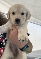 Golden Retriever Pups, a male Golden Retriever for sale in Gainesville, GA – 7 of 10