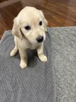 Golden Retriever Pups, a female Golden Retriever for sale in Gainesville, GA – 2 of 6