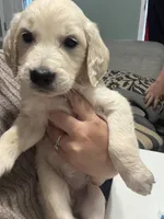Golden Retriever Pups, a male Golden Retriever for sale in Gainesville, GA – 8 of 10