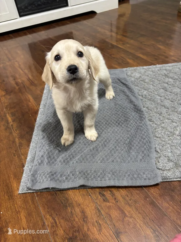 Golden Retriever Pups – Golden Retriever puppy for sale in Gainesville, GA