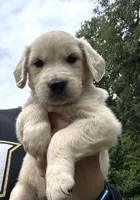 Golden Retriever Pups, a male Golden Retriever for sale in Gainesville, GA – 6 of 10